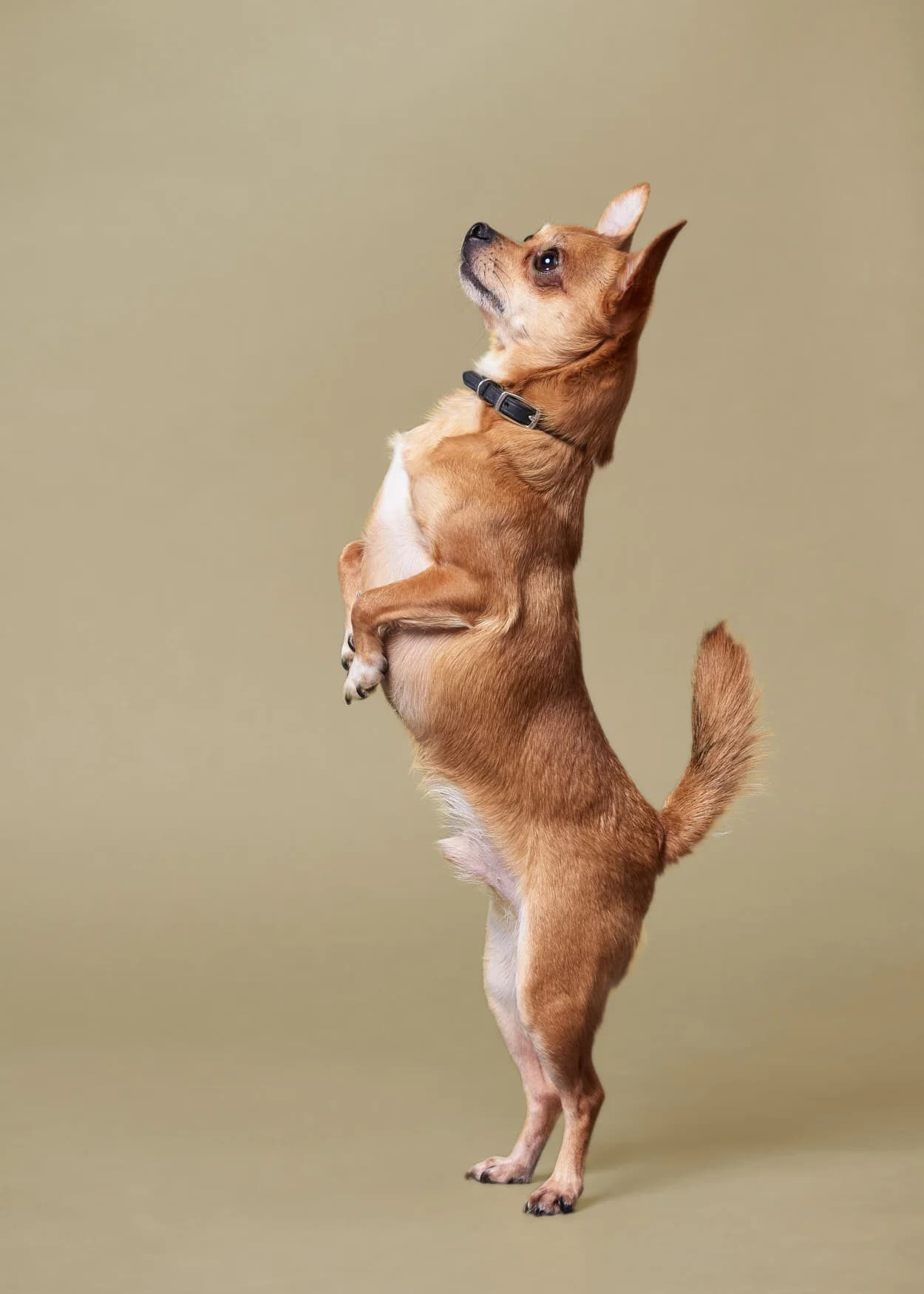 Animals photography 1