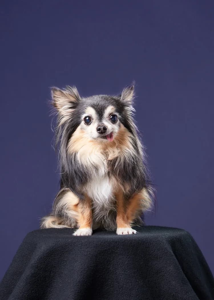 Animals photography 3