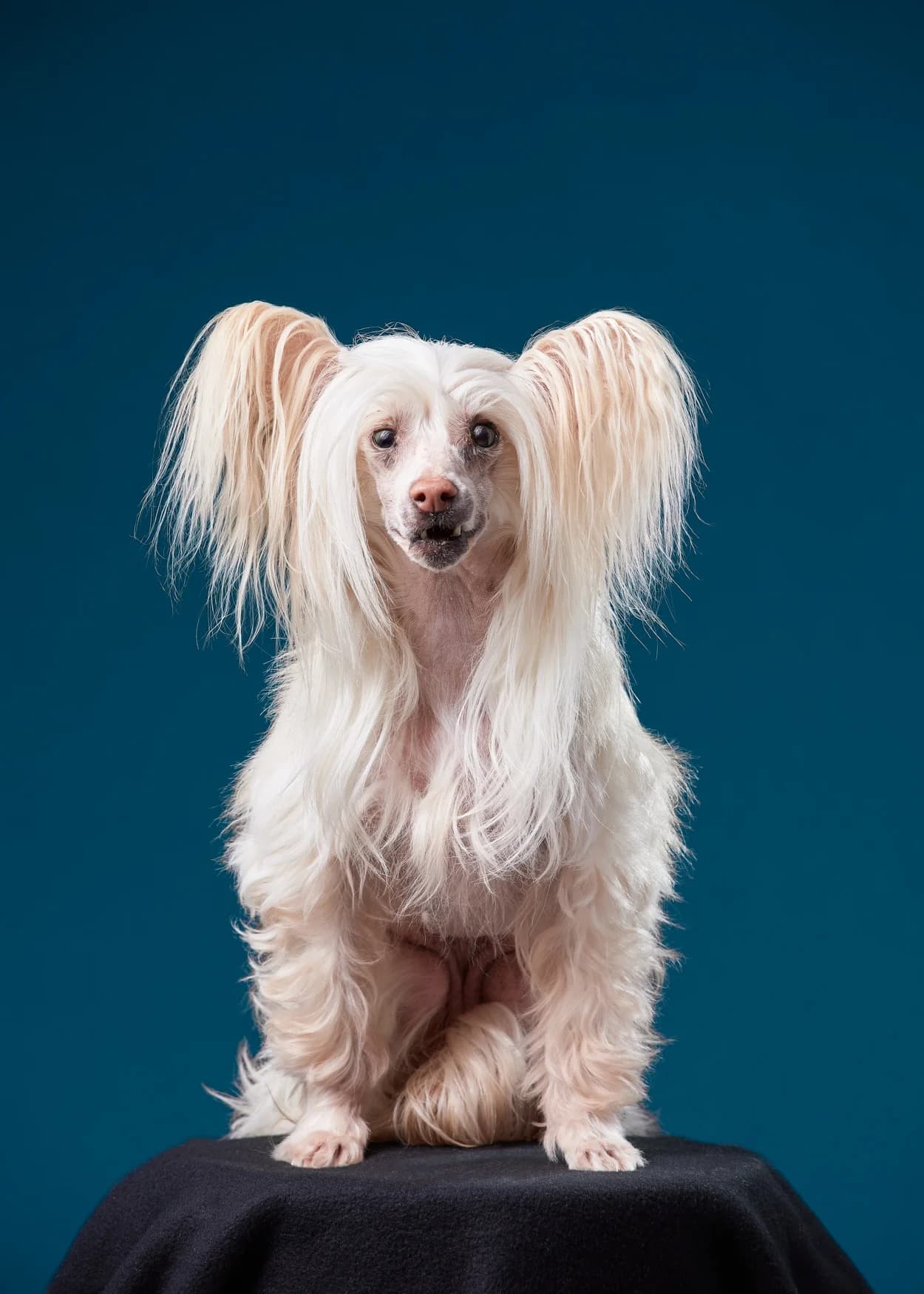 Animals photography 4